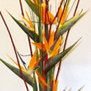 Floral Designs